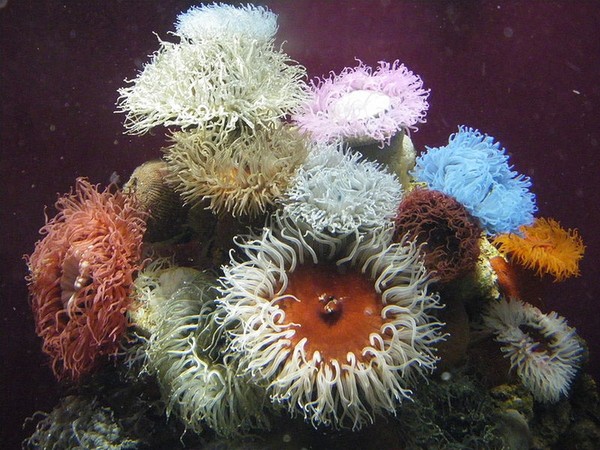 Anémones de mer dites